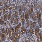 Immunohistochemical staining of human duodenum shows strong cytoplasmic positivity in glandular cells.