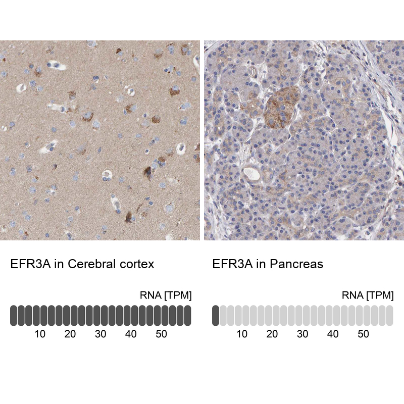 Anti-EFR3A Antibody
