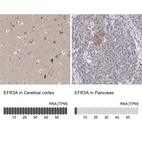 Anti-EFR3A Antibody