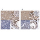 Immunohistochemical staining of human cerebral cortex, kidney, lymph node and testis using Anti-EFR3A antibody HPA023092 (A) shows similar protein distribution across tissues to independent antibody HPA022859 (B).