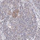 Immunohistochemical staining of human pancreas shows low expression as expected.