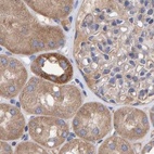 Immunohistochemical staining of human kidney using Anti-EFR3A antibody HPA023092.