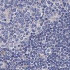 Immunohistochemical staining of human lymph node using Anti-EFR3A antibody HPA023092.