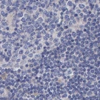 Immunohistochemical staining of human lymph node using Anti-EFR3A antibody HPA023092.