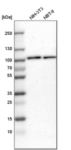 Western blot analysis in mouse cell line NIH-3T3 and rat cell line NBT-II.