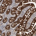 Immunohistochemical staining of human small intestine shows strong cytoplasmic positivity in glandular cells.