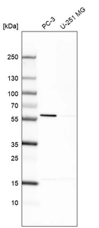 Western blot analysis in human cell line PC-3 and human cell line U-251 MG.