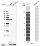 Western blot analysis in human cell lines MCF-7 and SK-MEL-30 using Anti-HID1 antibody. Corresponding HID1 RNA-seq data are presented for the same cell lines. Loading control: Anti-PFN1.