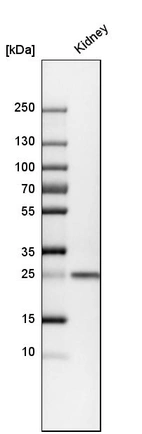Western blot analysis in human kidney tissue.