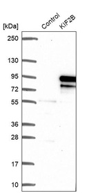 Anti-KIF2B Antibody