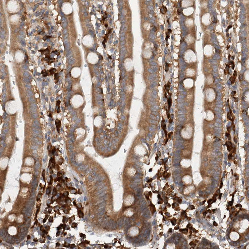 Anti-EIF3H Antibody