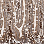 Anti-EIF3H Antibody