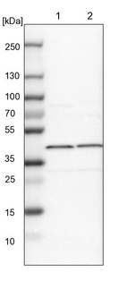 Lane 1: NIH-3T3 cell lysate (Mouse embryonic fibroblast cells)_br/_Lane 2: NBT-II cell lysate (Rat Wistar bladder tumour cells)