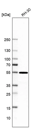 Western blot analysis in human cell line RH-30.