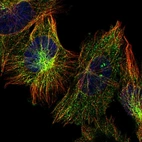 Immunofluorescent staining of human cell line U-251 MG shows localization to microtubules.