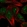 Anti-TRIM72 Antibody