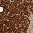 Anti-ZBTB2 Antibody