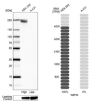 Western blot analysis in human cell line HEK 293 and human cell line A-431.