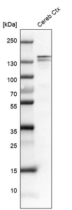 Western blot analysis in mouse cerebral cortex tissue.
