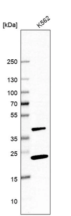 Western blot analysis in human cell line K562.