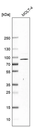 Western blot analysis in human cell line MOLT-4.