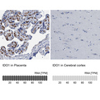 Anti-IDO1 Antibody