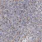 Immunohistochemical staining of human tonsil shows strong nuclear positivity in non-germinal center cells.