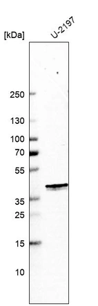 Western blot analysis in human cell line U-2197.