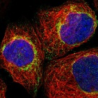 Immunofluorescent staining of human cell line A-431 shows positivity in mitochondria.