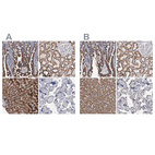 Immunohistochemical staining of human gastrointestinal, kidney, liver and placenta using Anti-DECR1 antibody HPA023160 (A) shows similar protein distribution across tissues to independent antibody HPA023162 (B).