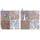 Immunohistochemical staining of human gastrointestinal, kidney, liver and placenta using Anti-DECR1 antibody HPA023160 (A) shows similar protein distribution across tissues to independent antibody HPA023162 (B).