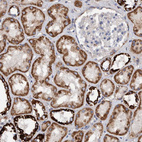 Immunohistochemical staining of human kidney shows strong cytoplasmic granular positivity in cells in tubules.