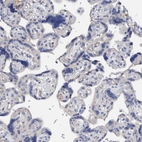 Immunohistochemical staining of human placenta shows no positivity in trophoblastic cells as expected.