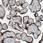 Immunohistochemical staining of human placenta shows moderate to strong cytoplasmic positivity in trophoblastic cells.