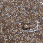 Immunohistochemical staining of human pancreas shows moderate to strong cytoplasmic positivity in exocrine glandular cells.