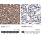 Anti-DECR1 Antibody