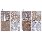 Immunohistochemical staining of human gastrointestinal, kidney, liver and placenta using Anti-DECR1 antibody HPA023162 (A) shows similar protein distribution across tissues to independent antibody HPA023160 (B).