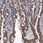 Immunohistochemical staining of human duodenum shows strong cytoplasmic granular positivity in glandular cells.