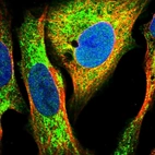 Immunofluorescent staining of human cell line U-2 OS shows localization to cytosol & mitochondria.