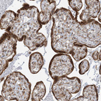 Anti-WWP1 Antibody