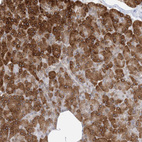 Immunohistochemical staining of human pancreas shows strong cytoplasmic positivity in exocrine glandular cells.