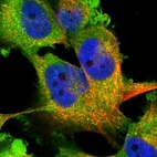 Immunofluorescent staining of human cell line U-251 MG shows localization to plasma membrane & cytosol.
