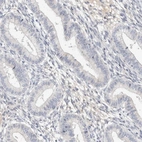 Immunohistochemical staining of human endometrium shows low expression as expected.