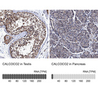 Anti-CALCOCO2 Antibody
