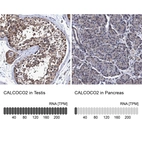 Anti-CALCOCO2 Antibody
