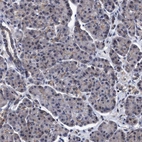 Immunohistochemical staining of human pancreas shows weak positivity in exocrine glandular cells as expected.