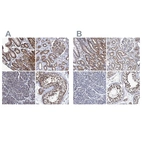 Immunohistochemical staining of human gastrointestinal, kidney, pancreas and testis using Anti-CALCOCO2 antibody HPA023195 (A) shows similar protein distribution across tissues to independent antibody HPA022989 (B).