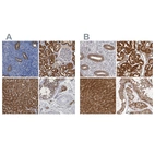 Immunohistochemical staining of human endometrium, kidney, liver and testis using Anti-PNPO antibody HPA023204 (A) shows similar protein distribution across tissues to independent antibody HPA027776 (B).