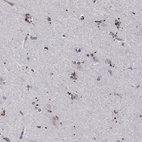 Immunohistochemical staining of human cerebral cortex shows low expression as expected.