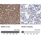 Anti-DECR1 Antibody